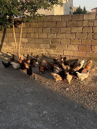 cins at: Yerli kənd toyuqları – qarışıq sürü - Açıq havada sərbəst gəzdirilən — 2