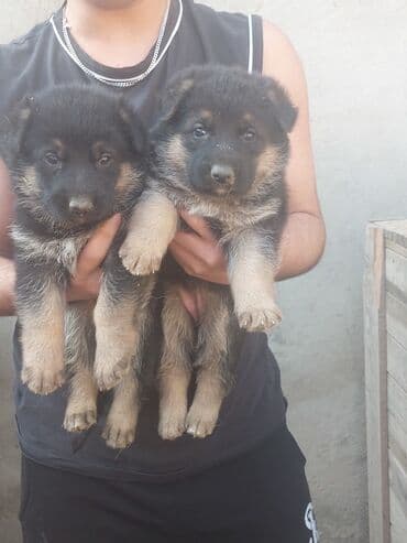 itlər satışı: Alman çoban iti, 1 ay, Erkek, Ödənişli çatdırılma — 6