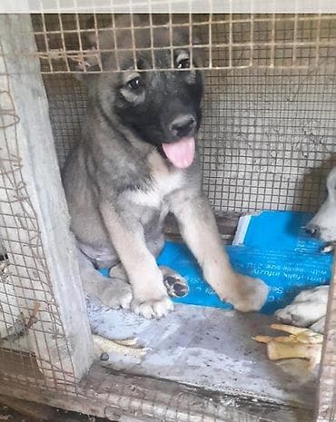 tap. az heyvanlar şabran: Alabay, 1 ay, Dişi, Ünvandan götürmə — 9