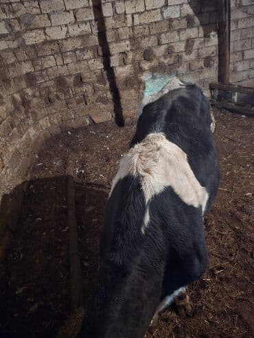 Kənd təsərrüfatı quşları: Etlik super ineydi — 5