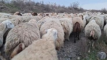 ev heyvanlarının satışı: Qoyun sürüsü – ət və yun istehsalı üçün damzdix satlir 700 baş tef — 4