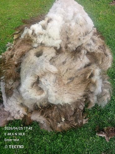 qarlı şam və küknar ağacları: Məhsul: Təzə qırxılmış qoyun yunu Təsvir: - Təbii qoyun yunu, tam — 2