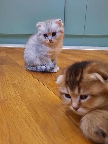 pişik satisi 2019: Şotland yastı qulaq, Dişi, Ünvandan götürmə — 6