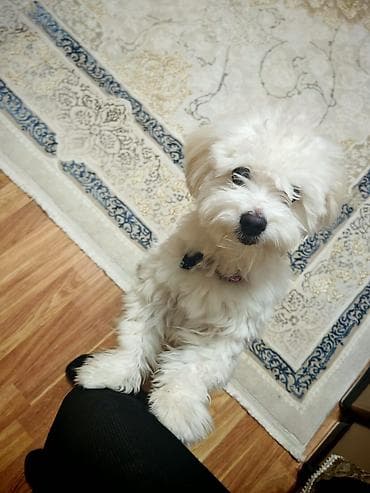 çin aslanı: Malta bolonka, 9 ay, Erkek, Ünvandan götürmə — 2