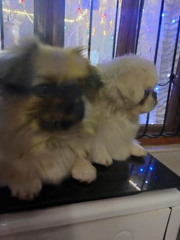 Gəmiricilər: Pekines — 6