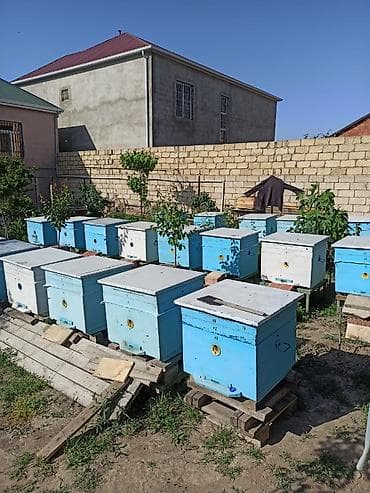hava kompresoru satilir: Arılar bakfast ve kalinka növləridi. Yüksək məhsuldarlıq verir — 5