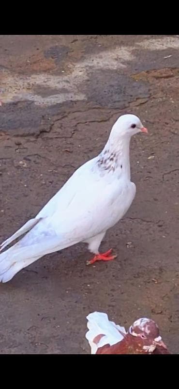 goyerçin: Ebres boyunlar 40 manat iran agbas erkey 20 manat — 3