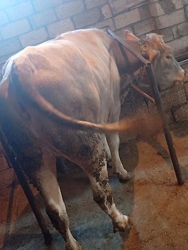 inek satanlar: Ətlik kimide Damazliq kimide Satılır Real alcısansa zeng ele — 3