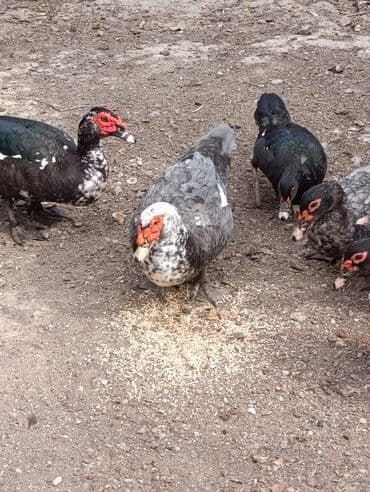 Muscovy ördəkləri (hind ördəyi) – təbii şəraitdə bəslənmiş. 1kq 10 azn
