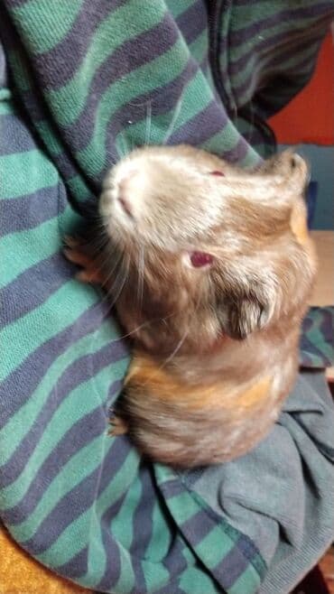 Məhsul: Dekorativ dovşancıq deyil, ev heyvanı üçün iki ədəd qvineya