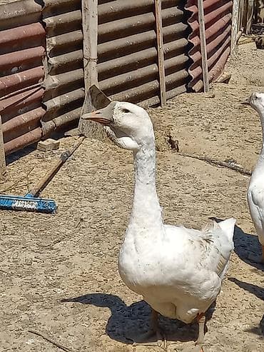 kurt ordek: Xalmaqorla qarişıqdır 6 aylıq tam sağlam 2 ədəddir qiymət 1nə — 4