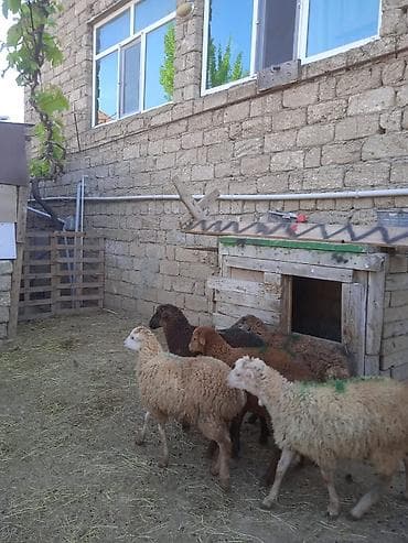 100 l akvarium: 260 manata erkəy quzularımız var qurbanlığa yarayir — 4