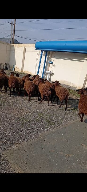 qoyunlar: Dişi, Qala, il: 1, 50 kq, Damazlıq, Ünvandan götürmə — 2