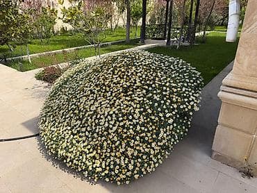 Bakı, Buzovna, 220 kv. m, 4 otaqlı, Hovuzsuz — 1