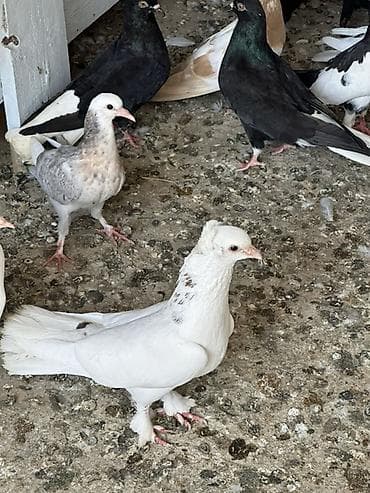 ucuz quşlar: Salam tergizme quwlardi oz quwlarmdi pul Lazm olduqu ucun satram her — 7