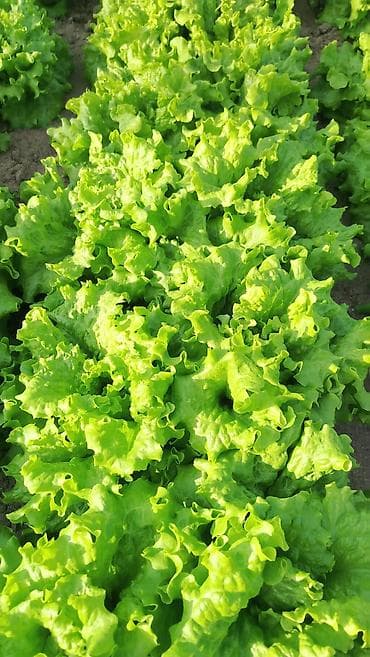hilba bitkisi nedir: Məhsul: Yaşıl yarpaqlı kahı (açıq yarpaqlı/leaf lettuce) Təsvir: - — 2