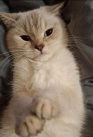 britan şinşila: Britan, Dişi — 2