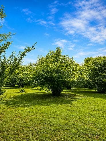 Продажа участков: 4 соток, Для строительства, Собственник, Купчая — 7