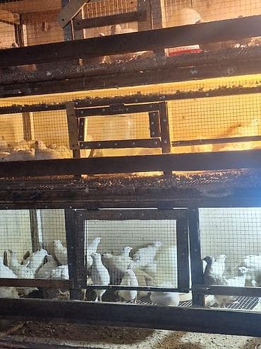 Keçilər, çəpişlər: Məhsul: Bildircinlər və bildircin yumurtaları Təsvir: - Ağ və — 2