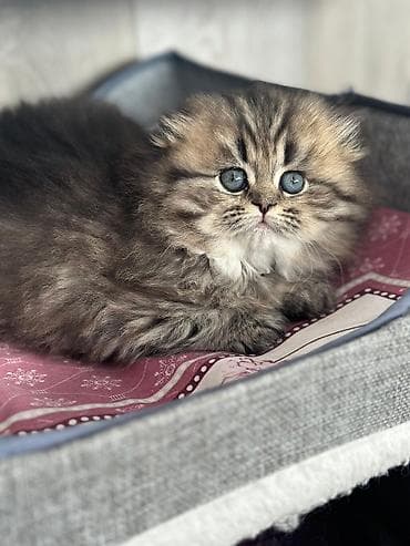 Şotland uzun tüklü