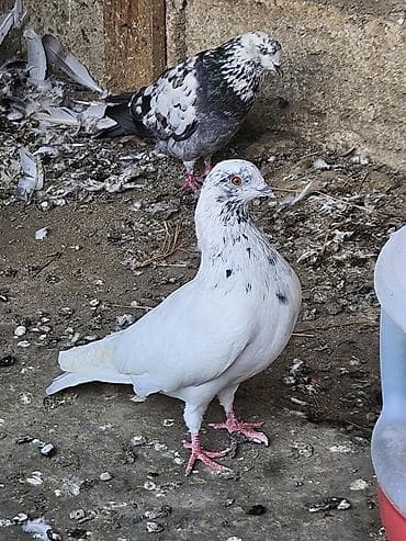 karella qus: Tutulma erkeydi satilir real alanar buyursun ünvan ramani gülçülük — 4