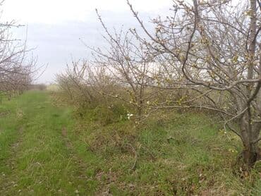 xacmaz rayonu qusarcay kendi: Kənd təsərrüfatı — 24