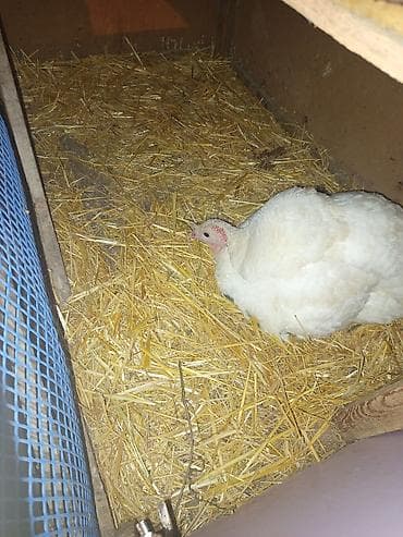 Sağlam qırt hinduşka. Məndə tez tez olur. yumurtasını və ya balasını lalafo.az -da Sağlam qırt hinduşka. Məndə tez tez olur. yumurtasını və ya balasını