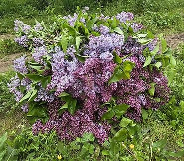 qaynana dili gulu: Məhsul: Yasəmən (Syringa vulgaris) – kəsilmiş budaqlar və ya kol — 5