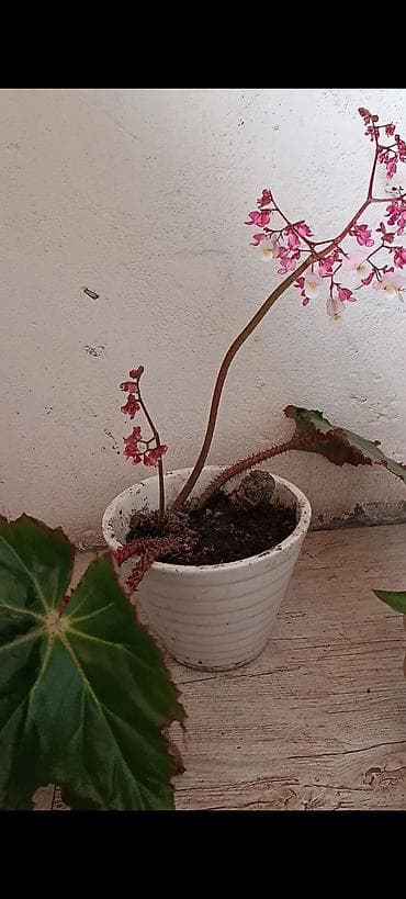 ev gullerinin sekilleri ve adlari: Dekorativ otaq bitkisi – Begoniya (çiçəkli) sadə qabda 15 azn satılır — 1