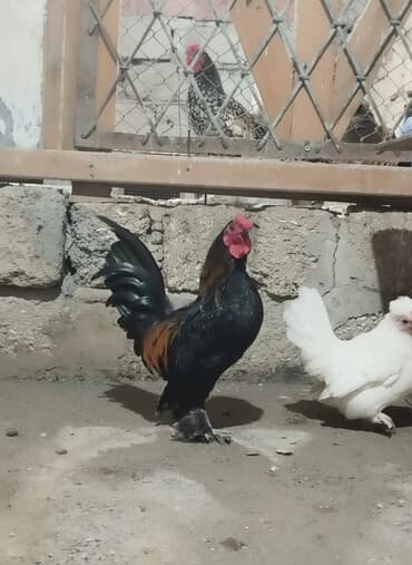 gence toyuq cuce: 1 fərə 1 xoruz yaponkalar Satılır qiymət ikisinə aiddi Sağlam Cavan — 2