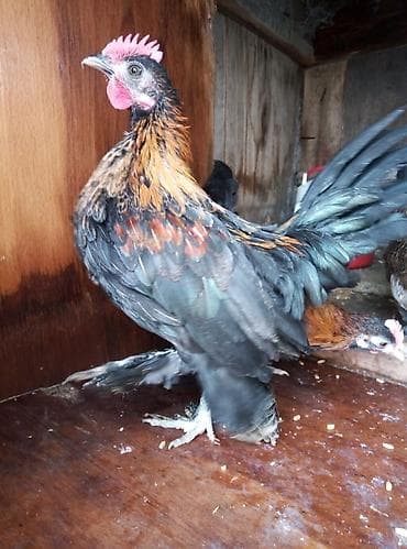 disi it adlari: Cücəxoruz – dekorativ cins - Rəng: qara əsaslı, qızılı-qonur — 1