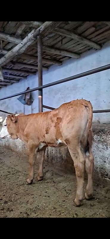 Mal-qara: Simmental cinsinə yaxın, açıq qəhvəyi rəngli, ağ üzlü dana. - — 6