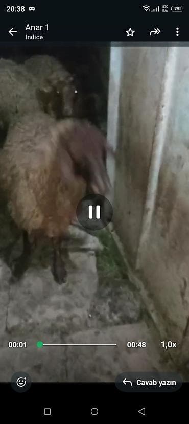 heyvan bazari keci: Qurbanlıq üçün Erkey quzular satılır istəyən olsa yazsın videosunu — 3