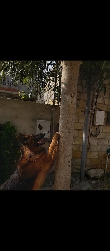 alman afçarkası balası: Alman çoban iti, Erkək — 1