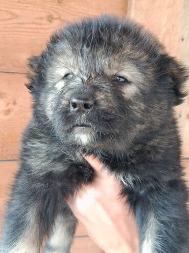 setteri it cinsi: Məhsul: köpək balaları Təsvir: - İri cins tipli, qalın və yumuşaq tük — 1