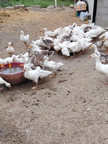 dovsan sekli: Məhsul: Ağ ördəklər pekin qiymetle baqli narahat etmeyin erkey disi — 6