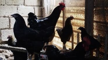 Toyuq, Australorp, Damazlıq, Ünvandan götürmə