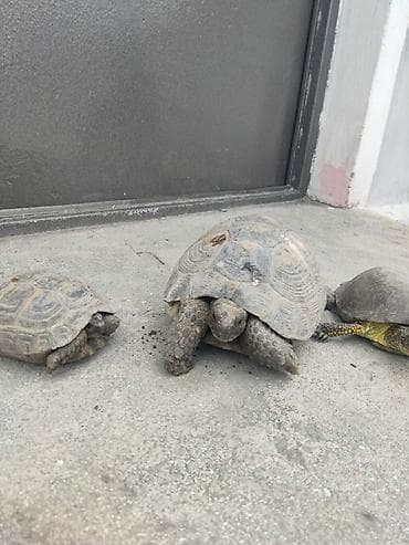 qoyun mal: Ferqli olculerdedi artiq 3 ildi ozum boyutmuwem orta olculer 10manat — 1