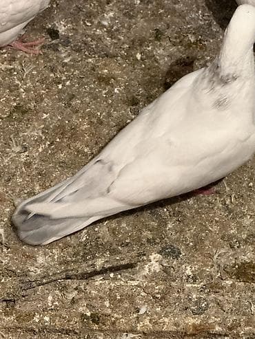 Digər heyvanlar: Ebreş boyun maya 
Bayilda — 1