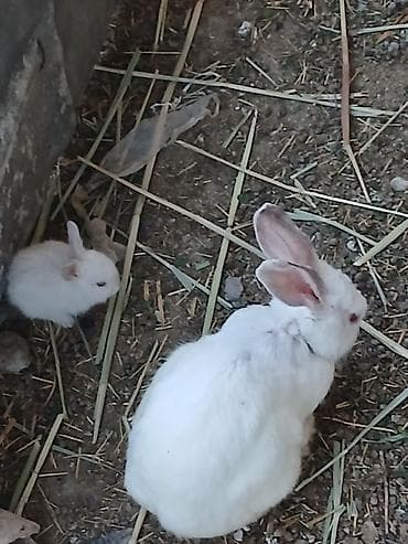 su samuru: Salam dovşanlar satılır Ünvan Kürdəxanı Özləri sərbəst qidalanır Tam — 2
