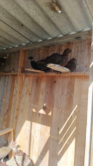 доска объявлений птицы: Məhsul: Qırqovul balalari satilir gümüşü bə rumin — 2