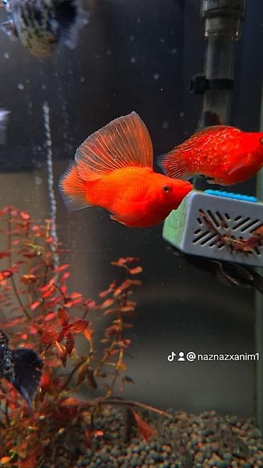 barter heyvanla: Quppi, Sülhsevər, Ünvandan götürmə, Ödənişli çatdırılma, Rayonlara çatdırılma — 3