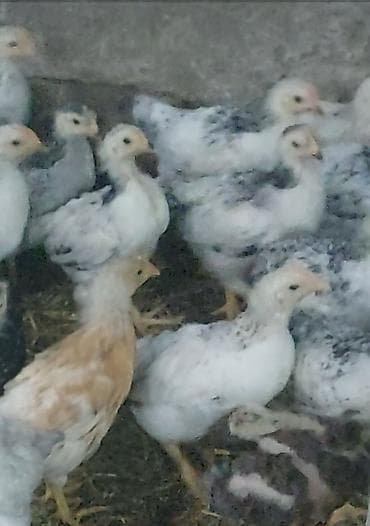 gilezi toyuq: Toyuq cücələri, Damazlıq — 3