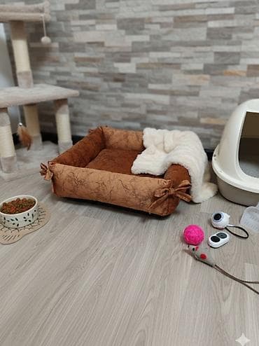 sahibsiz itler: Новые. təzə — 5