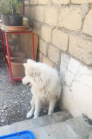gəlincik heyvan: Samoyed, 8 ay, Erkek — 4