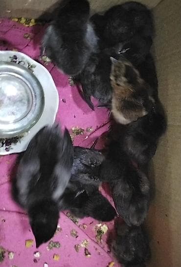 ucuz toyuqlar: Toyuq cücələri, Ətlik — 1