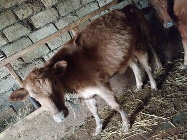 Gəmiricilər: Qırmızı-qonur rəngdə dana Damazliqa tam yararlidir damazliq kimi — 1