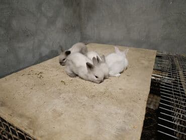 bala dovşanlar: Sevimli miniatür dovşan balaları - Rənglər: süd ağ, krem və açıq boz — 5