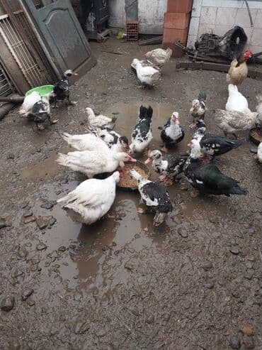 yumurta qoyan heyvanlar: Erkək, | Lal ördək, Ətlik — 9