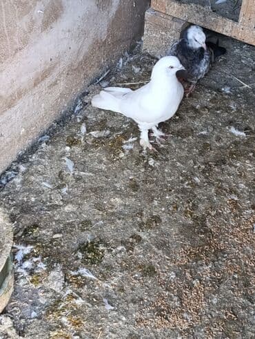 Gəmiricilər: 3 dene quşdu qiymət birinə ayıdi qusdar goz qabaqinda saglam qusdardi — 6